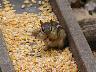 tchipmunk.jpg (3155 bytes)