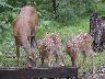 tdoeandfawns.jpg (3114 bytes)