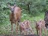 tdoefawns.jpg (3196 bytes)