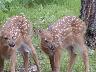 tfawns.jpg (3022 bytes)