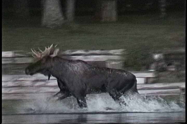 moose.jpg (138387 bytes)